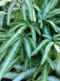 Albo Pteris Ribbon Fern Spores 50+ (Seeds) Houseplant flower spore