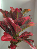 LARGE Artificial Croton plant RED faux plants