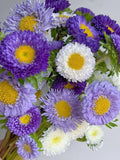 Twilight Mix Aster, Pompon Flower Seeds - Heirloom Seeds, China Aster, Pompon Flowers, Callistephus Seeds, Cut Flowers, Bee Friendly flower seeds
