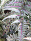 Hardy Fern Spores Gift Bundle: Japanese Painted, Ostrich, Lady in Red flower spore