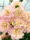 Kelgi Ann Dahlia  Seeds - 25 Count:  Giant Blooms - Flowering _ Cut Flowers, Large Flowers, Easy Growing,  Fast Growing flower seeds
