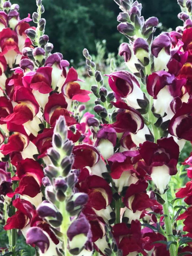 Snapdragon Night and Day Flower Seeds Ð Antirrhinum majus | Deep Red & White Blooms | 50 Seeds flower seeds