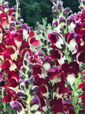 Snapdragon Night and Day Flower Seeds Ð Antirrhinum majus | Deep Red & White Blooms | 50 Seeds flower spore
