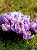 Crocus Striped Beauty Ð Fall Planting Flower Bulbs Canada Ð Colourful Spring Garden flower spore