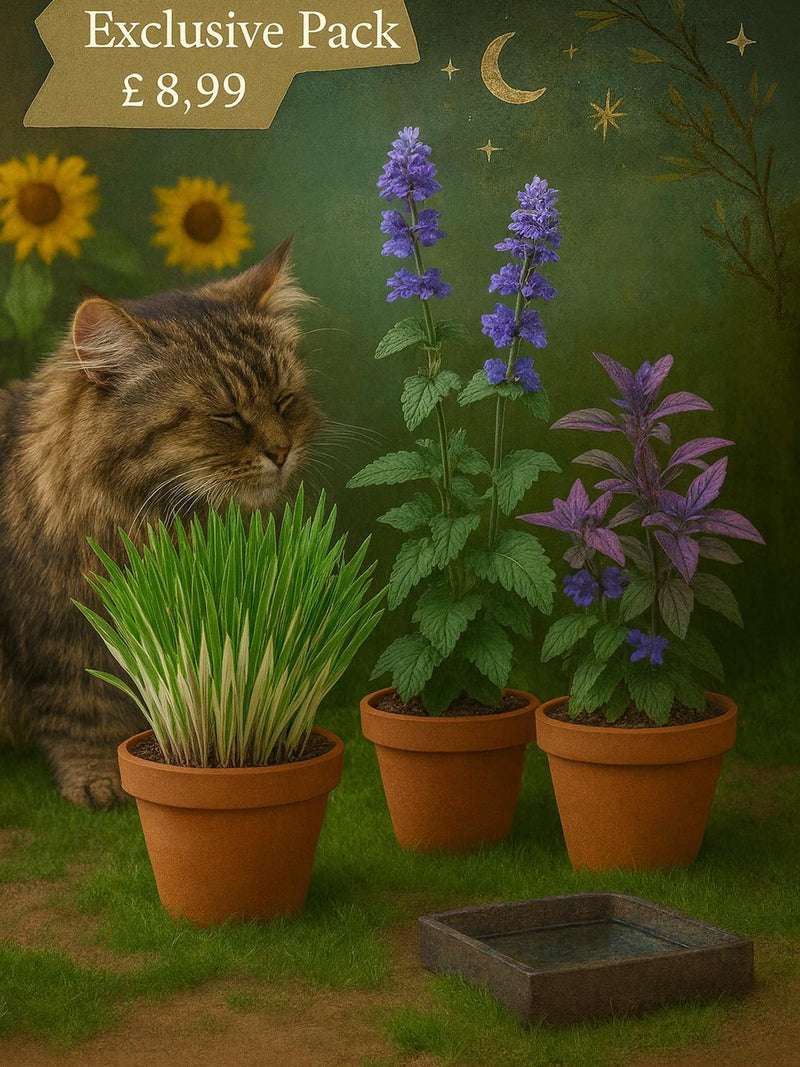 Catnip, Blue Catmint, Cat Grass Seeds Ð Happy Cat Plant Pack seeds bulk