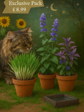Catnip, Blue Catmint, Cat Grass Seeds Ð Happy Cat Plant Pack seeds bulk