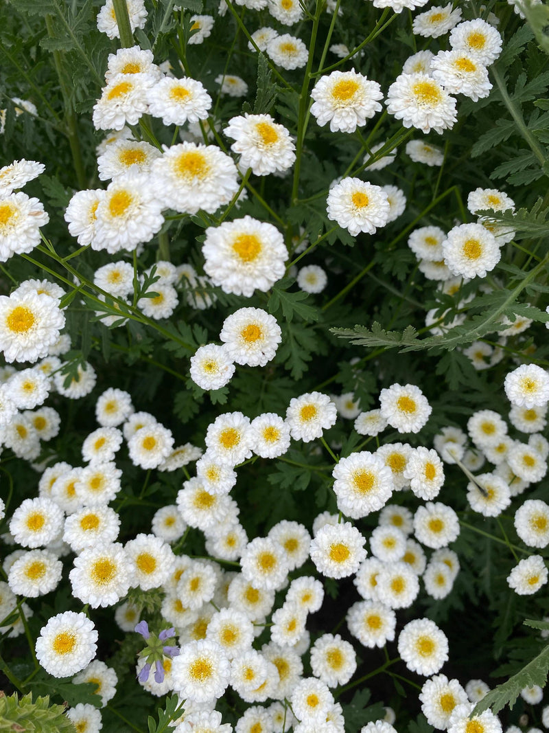Feverfew Ò Double White Ò . Perennial. Full sun. Easy care , low maintenance. 50 seeds flower seeds
