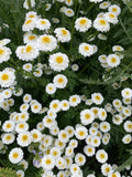 Feverfew Ò Double White Ò . Perennial. Full sun. Easy care , low maintenance. 50 seeds flower seeds