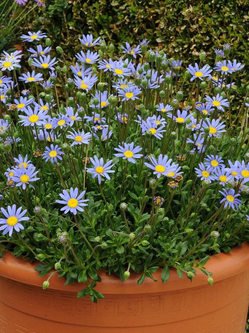 Rare Blue Daisy 20 Seeds: Felicia Bergeriana - Cottage Garden Flowers FLOWER DELIVERY