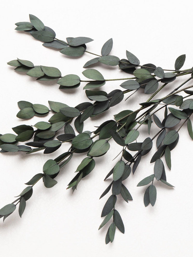 Eucalyptus Parvifolia, eukalyptus green, Eucalyptus flower bunch, DIY flower arrangement, wedding decoration, biodegradable natural, FLOWER DELIVERY