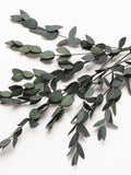 Eucalyptus Parvifolia, eukalyptus green, Eucalyptus flower bunch, DIY flower arrangement, wedding decoration, biodegradable natural, FLOWER DELIVERY