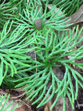 500 spores Ground Pine -Lycopudium Digitata flower spore