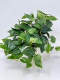 Potted Faux Pothos Plant in White Wood Box - 9" faux plants