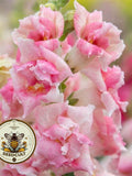 NEW! Sweet Duet Appleblossom Snapdragon Seeds, Double Flowering, Ruffled Antirrhinum Majus AN5925P flower seeds