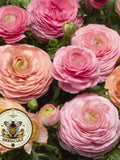 NEW! Magic Pink Peach Ranunculus Seeds, Ranunculus Asiaticus, RN0120 flower seeds
