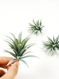 2-200Pcs Artificial Guatemala Tillandsia Air Plant W/Dusty - Faux Plastic Greenery Plant - Succulent Plants for DIY Filler Bouquet Decor faux plants