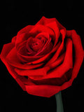 Red Rose Flower Print: Symbol of Beauty, Romance, and Love, Botanical Wall Art Love Romance Flower