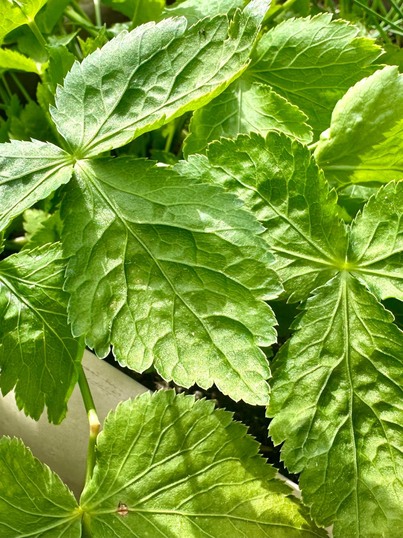 Mitsuba Seeds - Cryptotaenia Japonica - Rare, Delicious, and Perennial flower spore