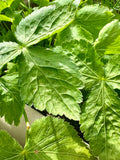 Mitsuba Seeds - Cryptotaenia Japonica - Rare, Delicious, and Perennial flower spore