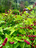 Strawberry Spinach Seeds - Chenopodium Capitatum - Delicious & Versatile seeds bulk