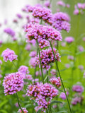 Purpletop Vervain, Verbena bonariensis, Cottage Garden Plant, 50 Seeds flower seeds