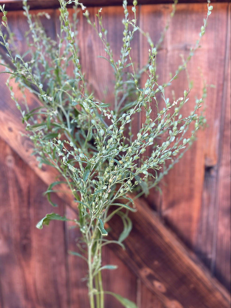 Persian Cress Seeds, Textural Floral Filler flower seeds