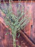 Persian Cress Seeds, Textural Floral Filler flower seeds