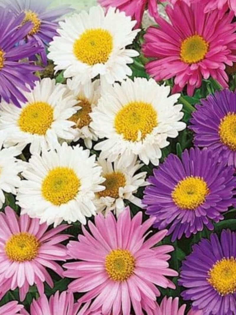 Alpine Aster Seeds, Mixed Colors, Cottage Garden Flowers, 25 Seeds seeds bulk