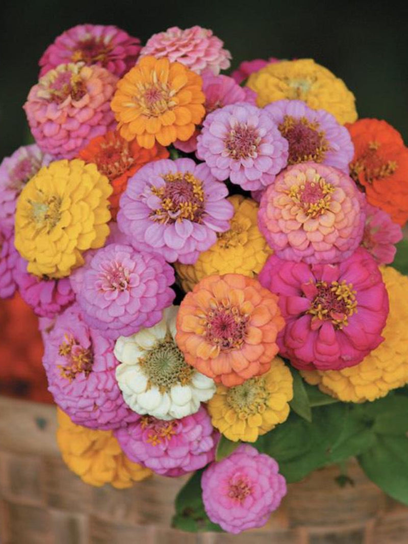 Pom Pom Zinnia Seeds: Lilliput Mix, Cottage Garden Flower, 35 Seeds flower seeds