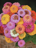 Pom Pom Zinnia Seeds: Lilliput Mix, Cottage Garden Flower, 35 Seeds flower seeds