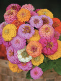 Pom Pom Lilliput Mix Zinnia, Zinnia elegans, Cottage Garden Flower, 35 Seeds flower seeds