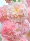 Hollyhock  Peaches 'n' Dreams - 25+ Seeds, Double Blooms, Fast Growing, Perennial, Showy Garden Flowers flower seeds