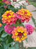 15 Multi-Colo tropical Lantana Camara Seeds  Butterfly Bee  Hummingbird Garden 100% natural Perennial flower seeds