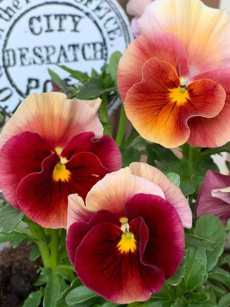 Rare Rainbow Wave  Pansy Seeds - Perennial, Wine-Red Variety, Viola Cornuta flower seeds