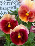 Rare Rainbow Wave  Pansy Seeds - Perennial, Wine-Red Variety, Viola Cornuta flower seeds
