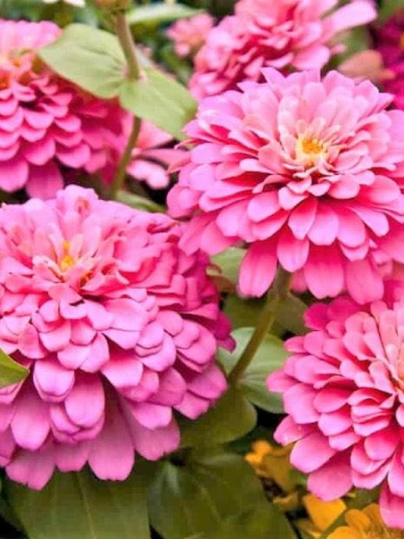 New! 25+ Seeds Rose Zinnia Seeds / Zinnia elegans / Cottage Garden / Cut Flower Bouquet/ (GE33) F flower seeds