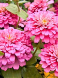 New! 25+ Seeds Rose Zinnia Seeds / Zinnia elegans / Cottage Garden / Cut Flower Bouquet/ (GE33) F flower seeds