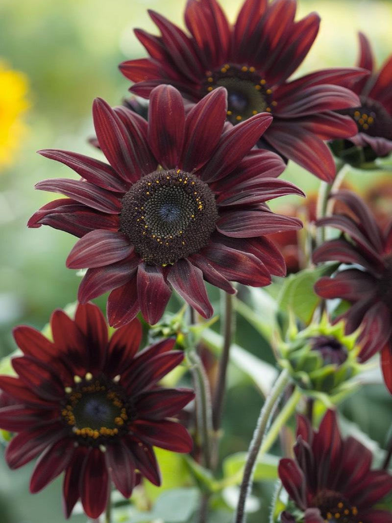 Chocolate Cherry Sunflower Seeds, Dark Red Cut Flower, For Bouquets, 20 Seeds flower seeds