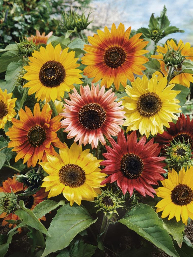 Autumn Beauty Sunflower Seeds - Helianthus annuus, Cut Flowers, 20 Seeds flower seeds