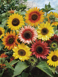 Autumn Beauty Sunflower Seeds - Helianthus annuus, Cut Flowers, 20 Seeds flower seeds
