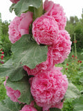 15 HOLLYHOCK 'Chaters Rose Pink' seeds---Flower seeds--Plant seeds--Gardening--Seeds--Gift flower seeds