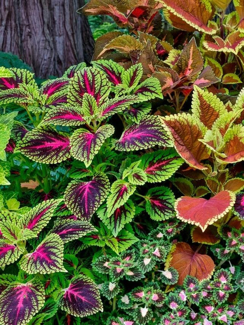 Rainbow Mix Flower Seeds , Coleus_ Coleus Blumei_ Painted Nettle, Shade Garden, Brightest_ 50 Seeds_ Landscape FLOWER DELIVERY