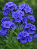 Phlox Beauty blue flower seed 50 flower seeds