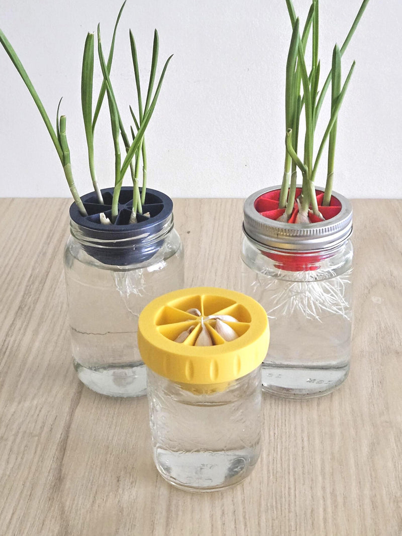 Garlic Grower: Kratky Hydroponics Adapter for Regular Mouth Mason Jar flower spore