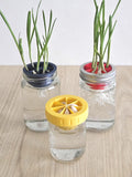 Garlic Grower: Kratky Hydroponics Adapter for Regular Mouth Mason Jar flower spore