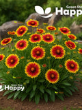BLANKETFLOWER MIX - 400 seeds - Gaillardia aristata - Perennial Flower flower seeds