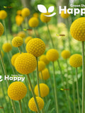 DRUMSTICK YELLOW - Billy Button- 350 Seeds - Craspedia globosa - Annual Flower flower seeds
