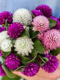 Globe Amaranth QIS Formula Mix SEEDS, Drought Tolerant Textural Accent seeds bulk