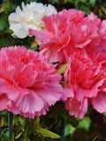 Dianthus Grenadin Pink Flower Seeds Ð Dianthus caryophyllus | Perennial | Fragrant Blooms for Cutting | Cottage Garden | 50 Seeds flower spore