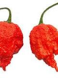Dragon's Breath Organic Chili Pepper Seeds Lot of 10 seeds bulk